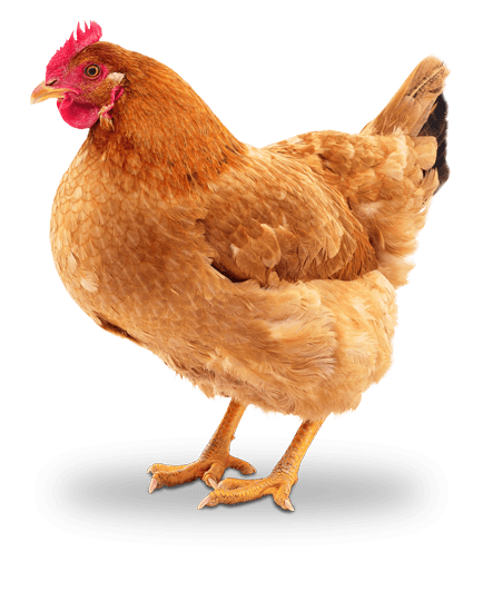 Isolated brown chicken image with shadow