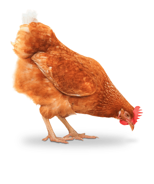 Isolated red chicken image with shadow