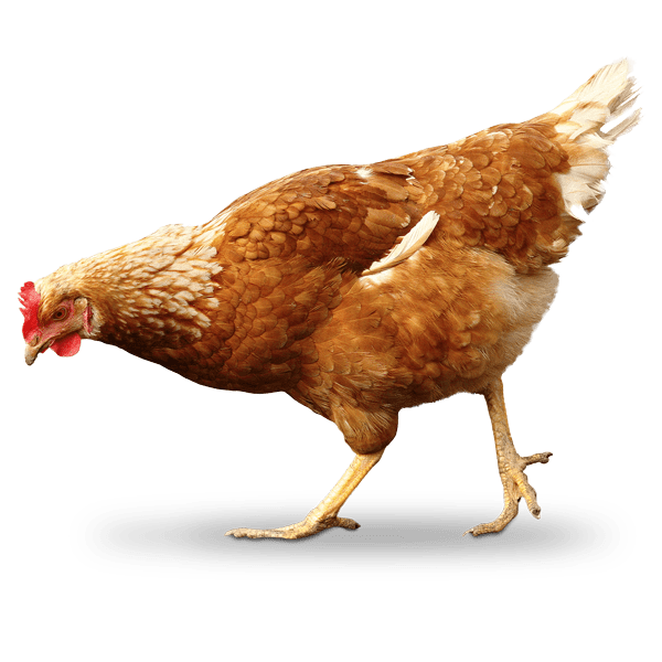 Isolated tan chicken image with shadow