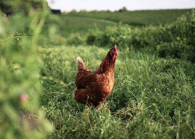 Hen walking in a tall grass pasture on The Egg Basket farm in Macedonia, IL