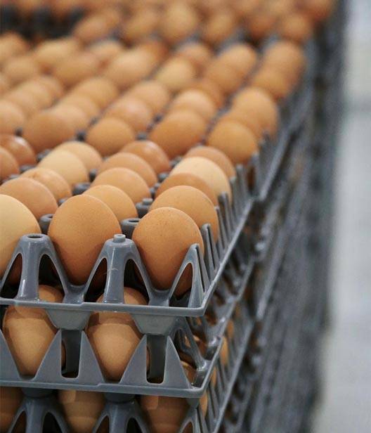 The Egg Basket eggs being stored in a walk-in cooler