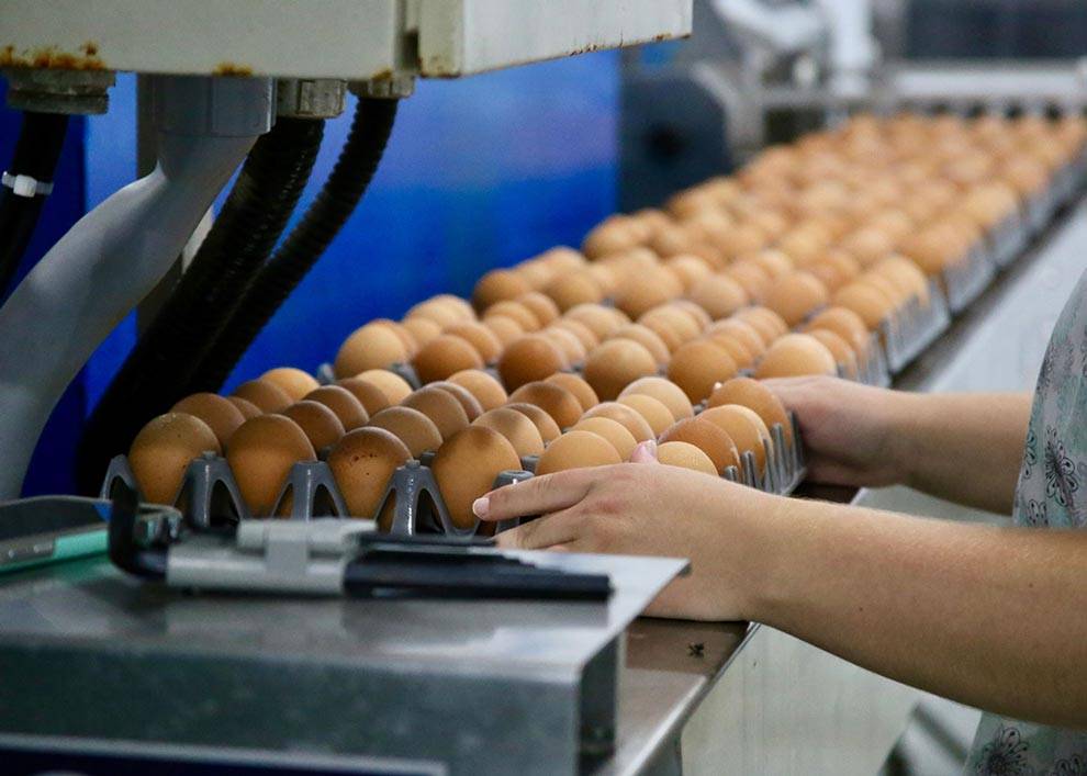 The Egg Basket eggs going through the washing, grading, and packing process on the family farm in Macedonia, IL