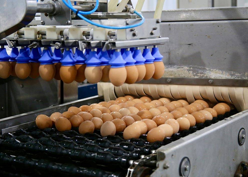 The Egg Basket eggs going through the washing process on the family farm in Macedonia, IL