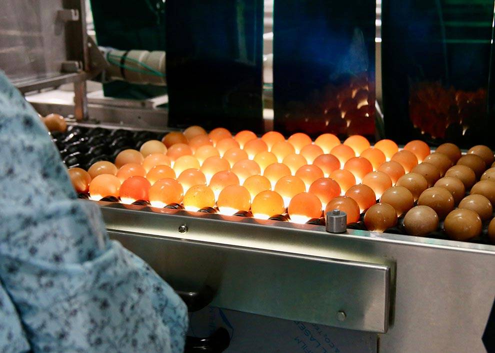 The Egg Basket eggs going through the grading process on the family farm in Macedonia, IL