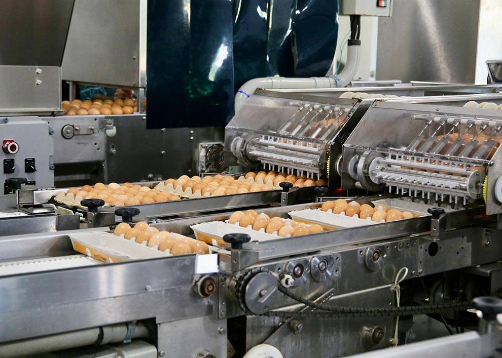 The Egg Basket eggs being sorted and packaged into their appropriate cartons