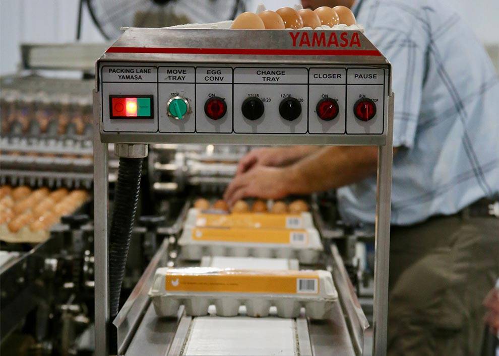 The Egg Basket eggs having a final check before being packed and sent to retailers and restaurants