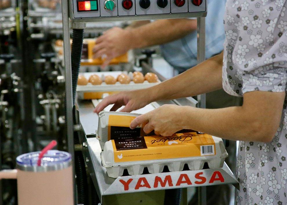 The Egg Basket eggs having a final check before being packed and sent to retailers and restaurants