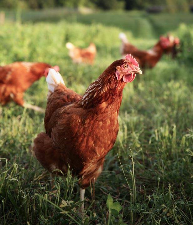 Hens walking in a grass pasture on The Egg Basket farm in Macedonia, IL