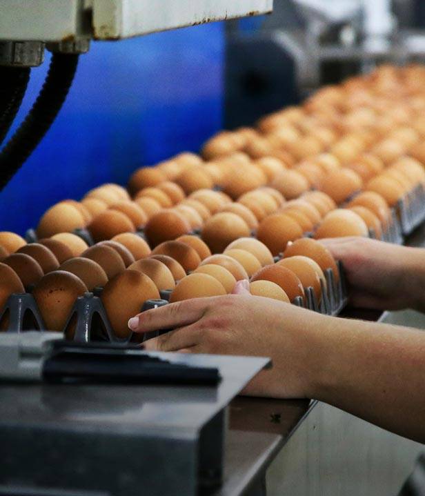 The Egg Basket eggs going through the washing, grading, and packing process on the family farm in Macedonia, IL